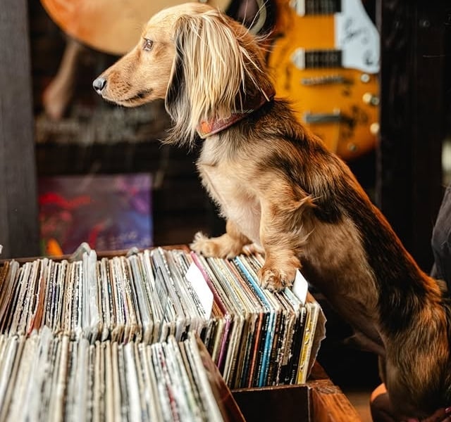 Dog