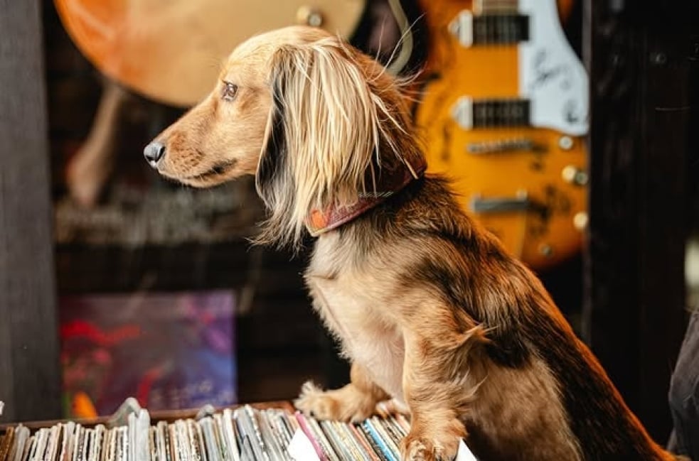 Dog
