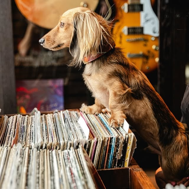 Dog