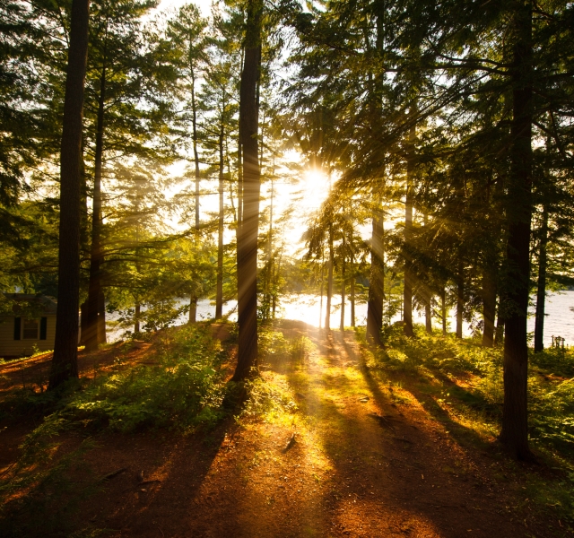 Sun casting beautiful rays of light through the forest. A lake is visible in the background.