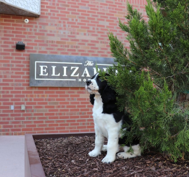 dog statue outside of hotel entrance