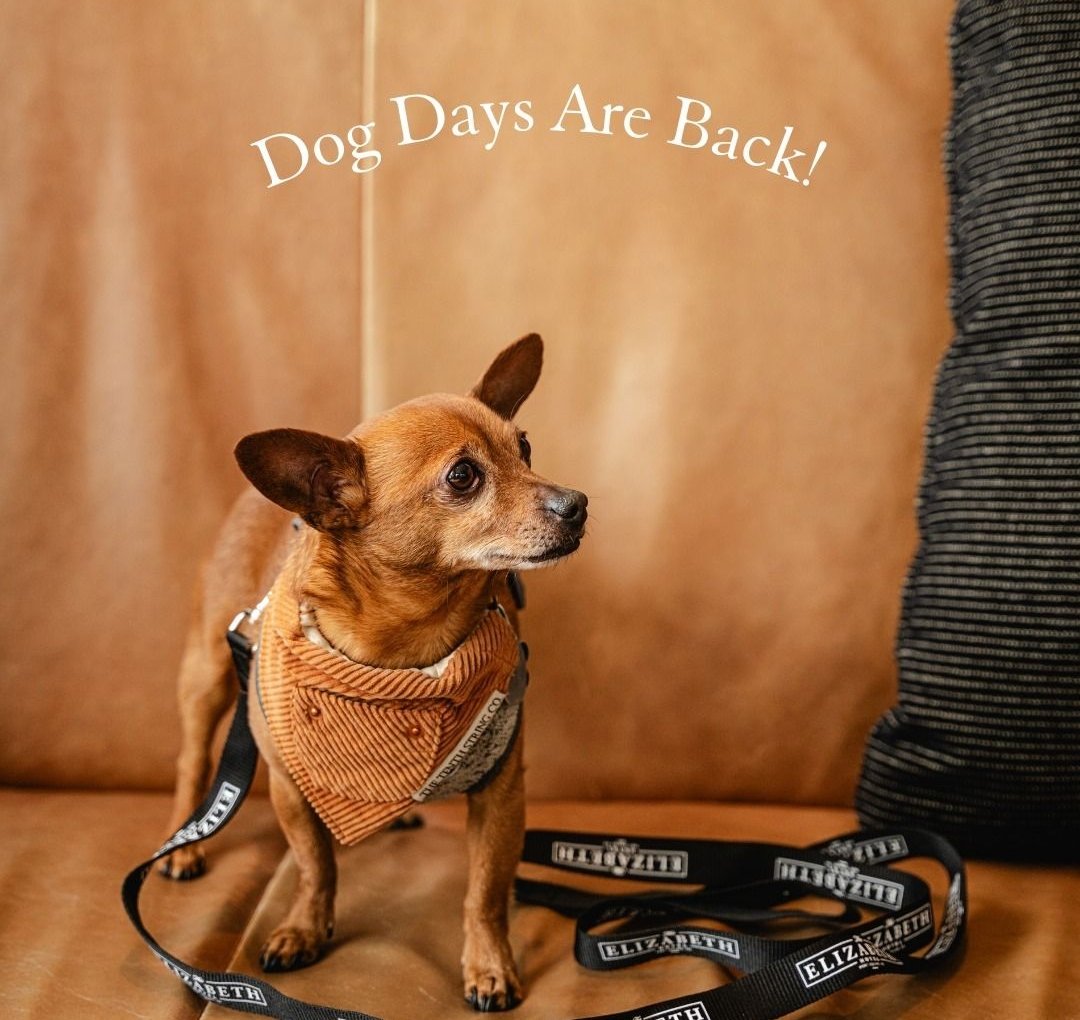 A small brown dog wearing a human-sized The Elizabeth Hotel landyard
