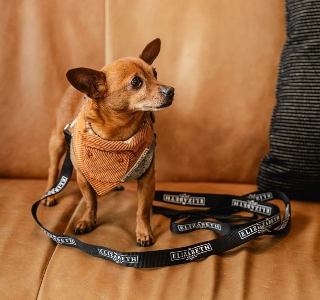 A small brown dog wearing a human-sized The Elizabeth Hotel landyard