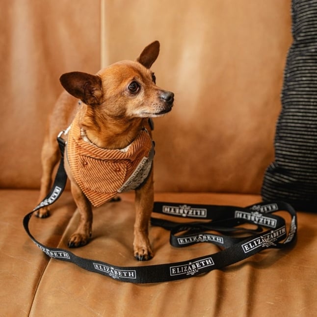 A small brown dog wearing a human-sized The Elizabeth Hotel landyard