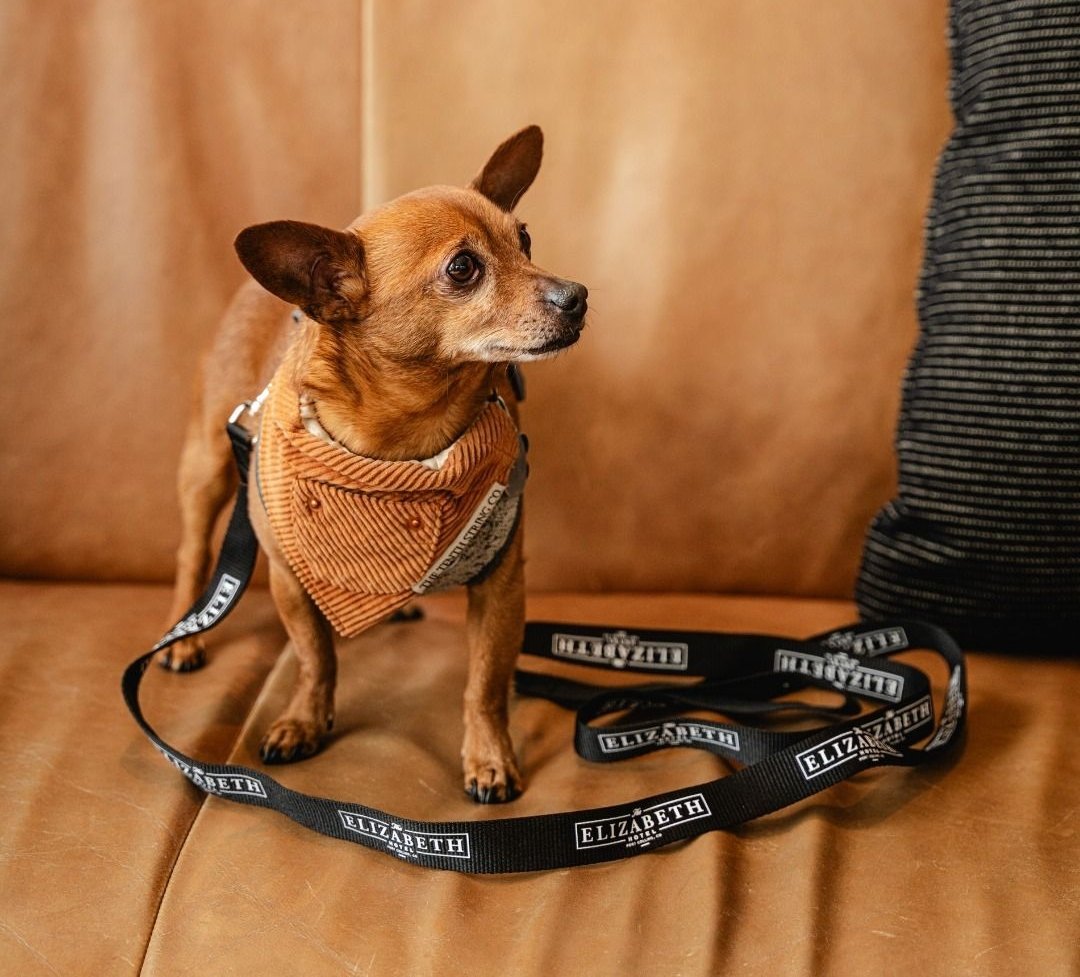 A small brown dog wearing a human-sized The Elizabeth Hotel landyard
