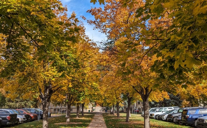 A tree-lined pathway in fall