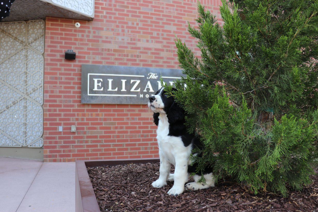 A black and white dog sits near a bush outside the Elizabeth Hotel in Fort Collins, under a sign for the hotel on a red brick wall